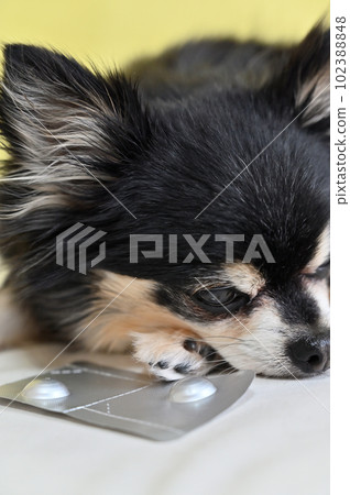 All-in-one medicine for chihuahuas, heartworms, fleas, and ticks 102388848