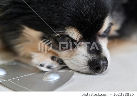 All-in-one medicine for chihuahuas, heartworms, fleas, and ticks 102388850