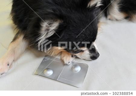 All-in-one medicine for chihuahuas, heartworms, fleas, and ticks All-in-one medicine for chihuahuas, heartworms, fleas, and ticks 102388854