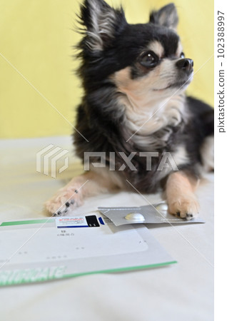 Chihuahua and vaccination certificate (antibody test result certificate) All-in-one extermination drug for heartworm, fleas, and ticks Chihuahua and vaccination certificate (antibody test result certificate) All-in-one extermination drug for heartworm, fleas, and ticks 102388997