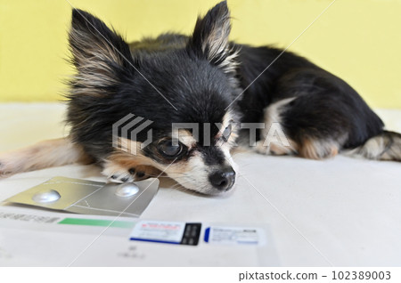 Chihuahua and vaccination certificate (antibody test result certificate) All-in-one extermination drug for heartworm, fleas, and ticks Chihuahua and vaccination certificate (antibody test result certificate) All-in-one extermination drug for heartworm, fleas, and ticks 102389003
