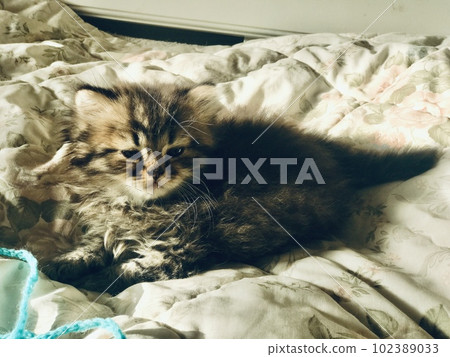 Scottish fold and Scottish straight kittens at home playing on a sofa. 102389033
