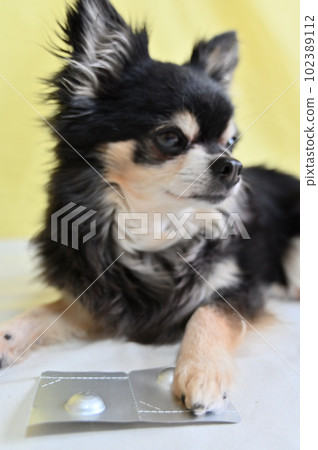 All-in-one medicine for chihuahuas, heartworms, fleas, and ticks All-in-one medicine for chihuahuas, heartworms, fleas, and ticks 102389112