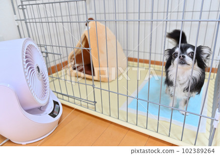 Chihuahua cooling off in a circulator 102389264