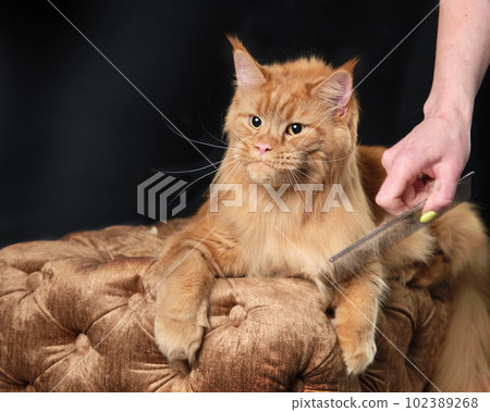 A woman's hand combs the gorgeous fur of a Maine Coon with a comb A woman's hand combs the gorgeous fur of a Maine Coon with a comb 102389268