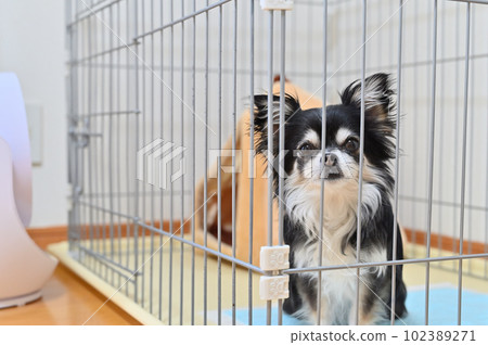 Chihuahua cooling off in a circulator 102389271