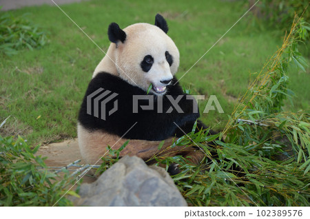 Yuhama eating bamboo deliciously 102389576