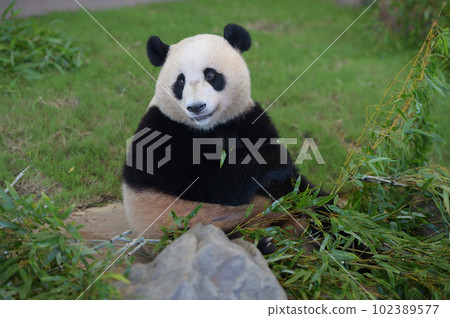 Yuhama eating bamboo deliciously 102389577