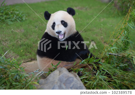 美味地吃竹子的湯濱 102389578