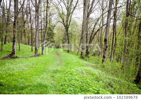 Springtime in forest. 102389678