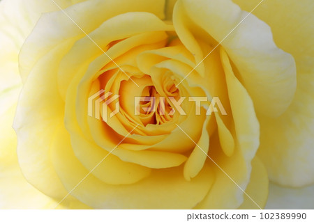 《Hiratsuka City, Kana Garden》Rose flower 102389990