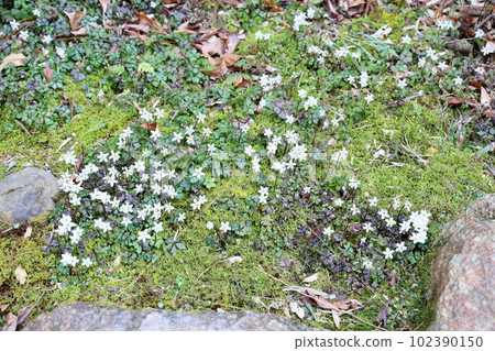 白卡黃連花叢 102390150