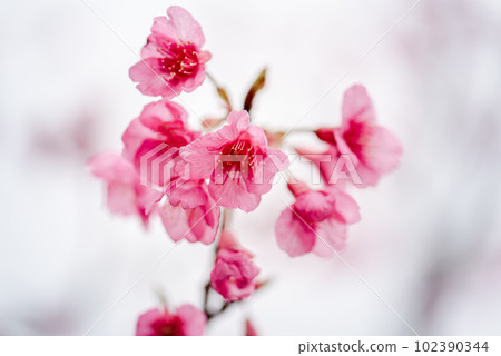 Flowers of the Yakushima Offshore Alps (January)Kanhizakura on the island where the gods live 102390344