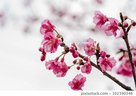 Flowers of the Yakushima Offshore Alps (January)Kanhizakura on the island where the gods live 102390346