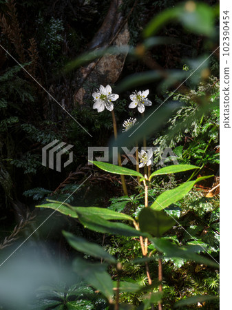 屋久島白谷雲水峽、黃連（2月） 102390454