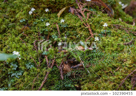 屋久島白谷雲水峽、黃連（2月） 102390455