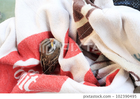 A sparrow chick warms in a towel 102390495