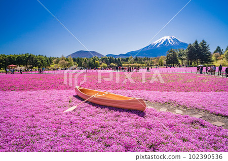 (Yamanashi Prefecture) Fuji Shibazakura Festival at Fuji Motosuko Resort Mt. Fuji 102390536