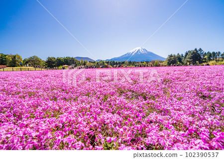 (Yamanashi Prefecture) Fuji Shibazakura Festival at Fuji Motosuko Resort Mt. Fuji 102390537
