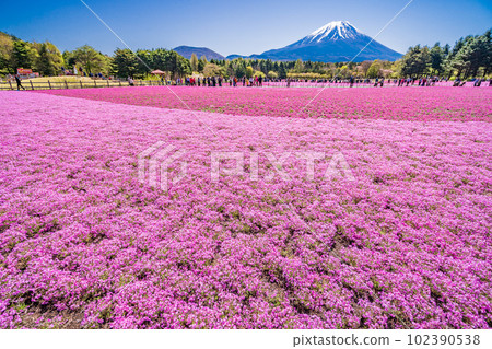 (Yamanashi Prefecture) Fuji Shibazakura Festival at Fuji Motosuko Resort Mt. Fuji 102390538