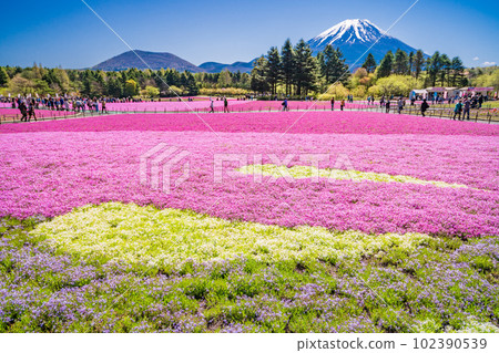 (山梨縣)富士本栖湖度假村的富士芝櫻節 富士山 (山梨縣)富士本栖湖度假村的富士芝櫻節 富士山 102390539