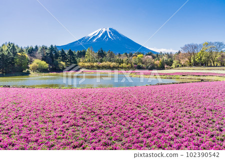 (山梨縣)富士本栖湖度假村的富士芝櫻節 富士山 (山梨縣)富士本栖湖度假村的富士芝櫻節 富士山 102390542