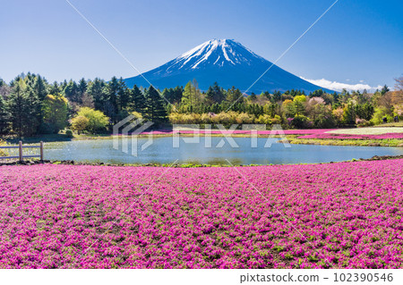 (山梨縣)富士本栖湖度假村的富士芝櫻節 富士山 (山梨縣)富士本栖湖度假村的富士芝櫻節 富士山 102390546