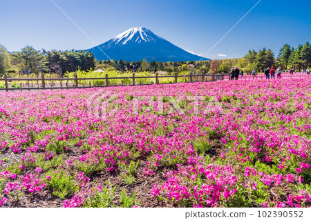 (山梨縣)富士本栖湖度假村的富士芝櫻節 富士山 (山梨縣)富士本栖湖度假村的富士芝櫻節 富士山 102390552