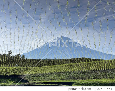 Reversed Fuji reflected in rice field Reversed Fuji reflected in rice field 102390664