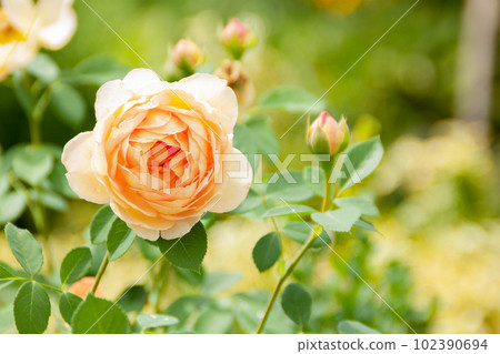Yellow flower rose in the garden of pink roses. 102390694
