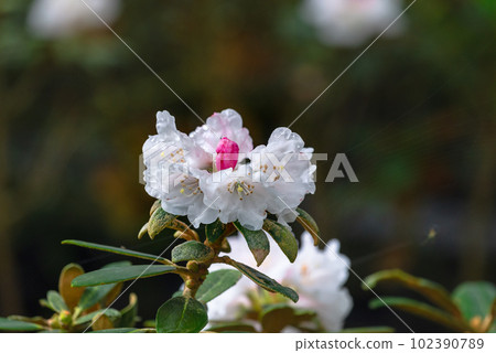 Yakushima Offshore Alps Yakushima Rhododendron (May) 102390789
