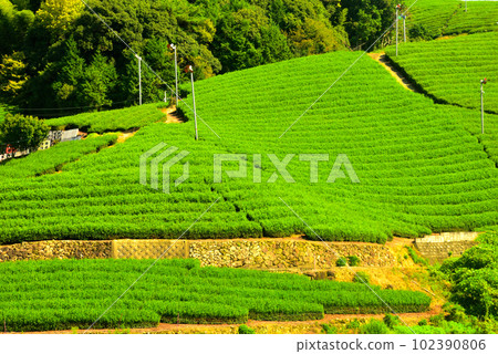 京都府宇治茶村和束茶園 102390806