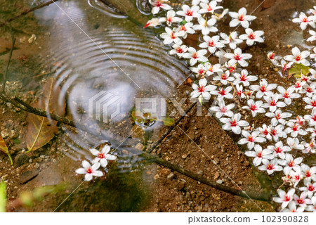 屋久島近海阿爾卑斯山、油霧(5 月) 屋久島近海阿爾卑斯山、油霧(5 月) 102390828