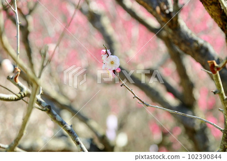 土岐白梅舞 土岐白梅舞 102390844