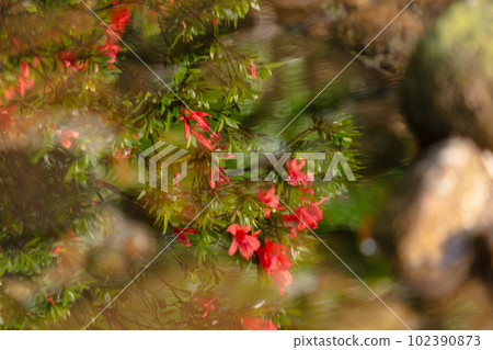 神靈居住的屋久島：五月月 102390873