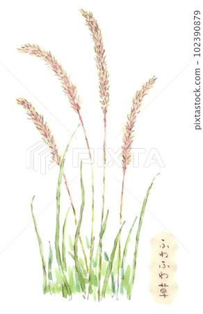 Watercolor illustration of Chigaya, a flower that stands fluffy ears in spring to early summer 102390879