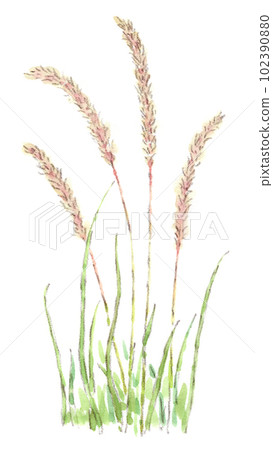 Watercolor illustration of Chigaya, a flower that stands fluffy ears in spring to early summer 102390880