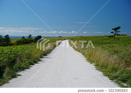 夏季綠色草地和白色道路在藍天映襯下的景觀 夏季綠色草地和白色道路在藍天映襯下的景觀 102390885