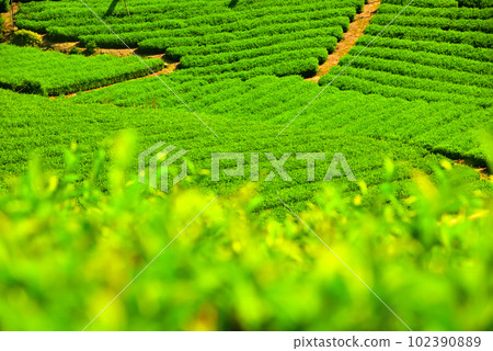 京都府宇治茶村和束茶園 京都府宇治茶村和束茶園 102390889