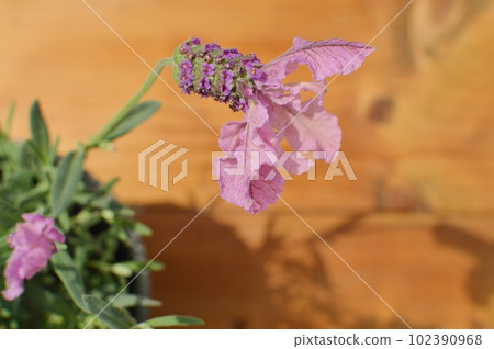 French lavender potted plant on the table French lavender potted plant on the table 102390968