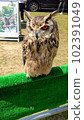 owl   102391049