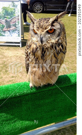 owl owl 102391049