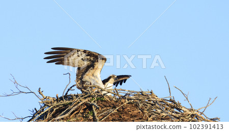 Osprey taking off from the nest, Quebec, Canada Osprey taking off from the nest, Quebec, Canada 102391413