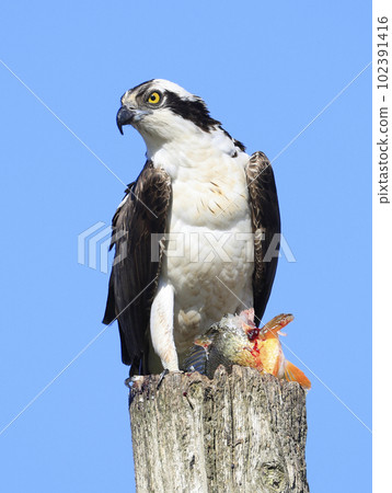 Osprey taking his fish meal on the wood pole, Quebec, Canada Osprey taking his fish meal on the wood pole, Quebec, Canada 102391416