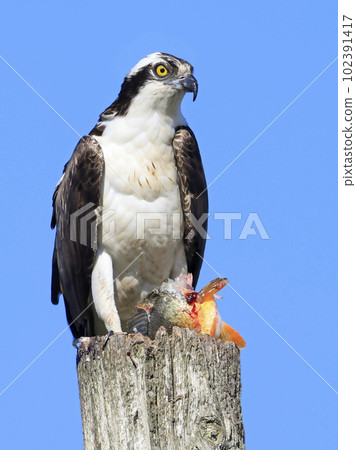 Osprey taking his fish meal on the wood pole, Quebec, Canada Osprey taking his fish meal on the wood pole, Quebec, Canada 102391417
