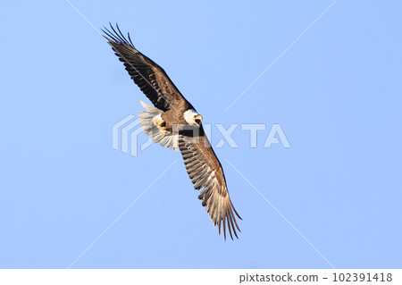 Bald eagle flying with blue sky background, Quebec, Canada 102391418
