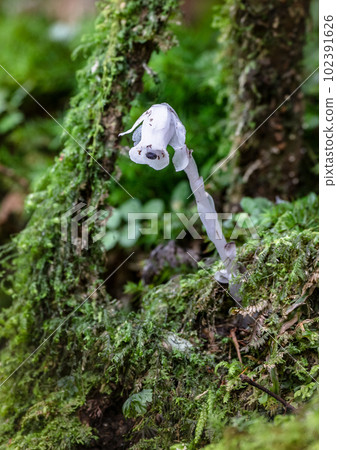yakushima, forest, moss 102391626
