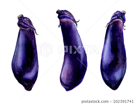 Illustration of a medium-length eggplant painted by watercolor Illustration of a medium-length eggplant painted by watercolor 102391741