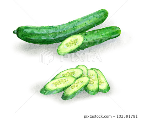 斜切黃瓜的插圖 斜切黃瓜的插圖 102391781