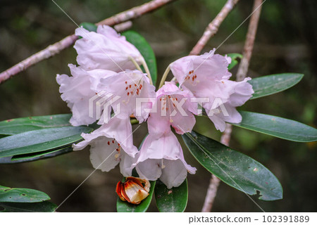 Yakushima World Natural Heritage Site: Yakushima Rhododendron (June) Yakushima World Natural Heritage Site: Yakushima Rhododendron (June) 102391889